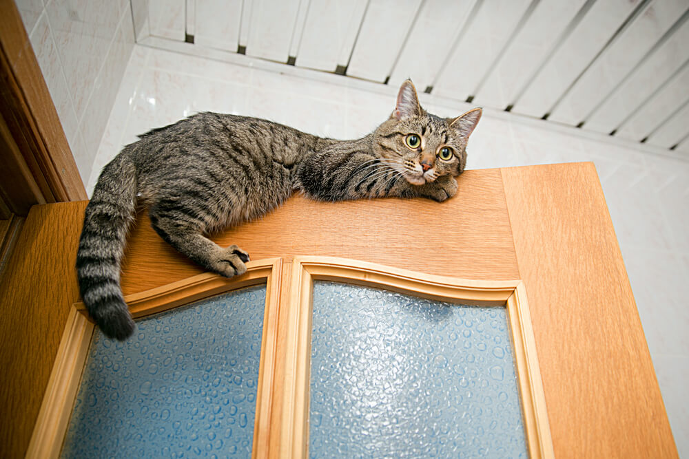 Кот на шпонированной двери